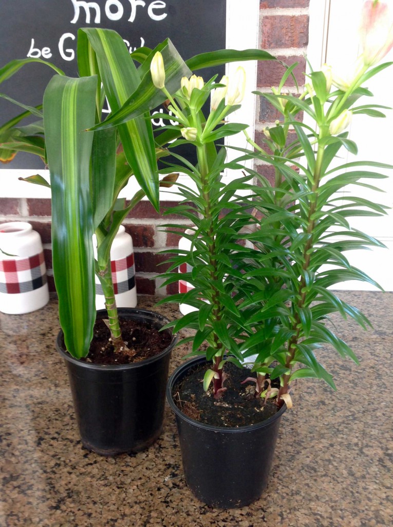 DQ-Felt-Garden-Pot-Wraps-P1A-web