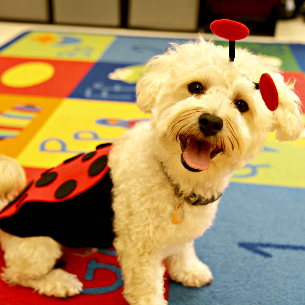 Diy Dog And Owner Costumes