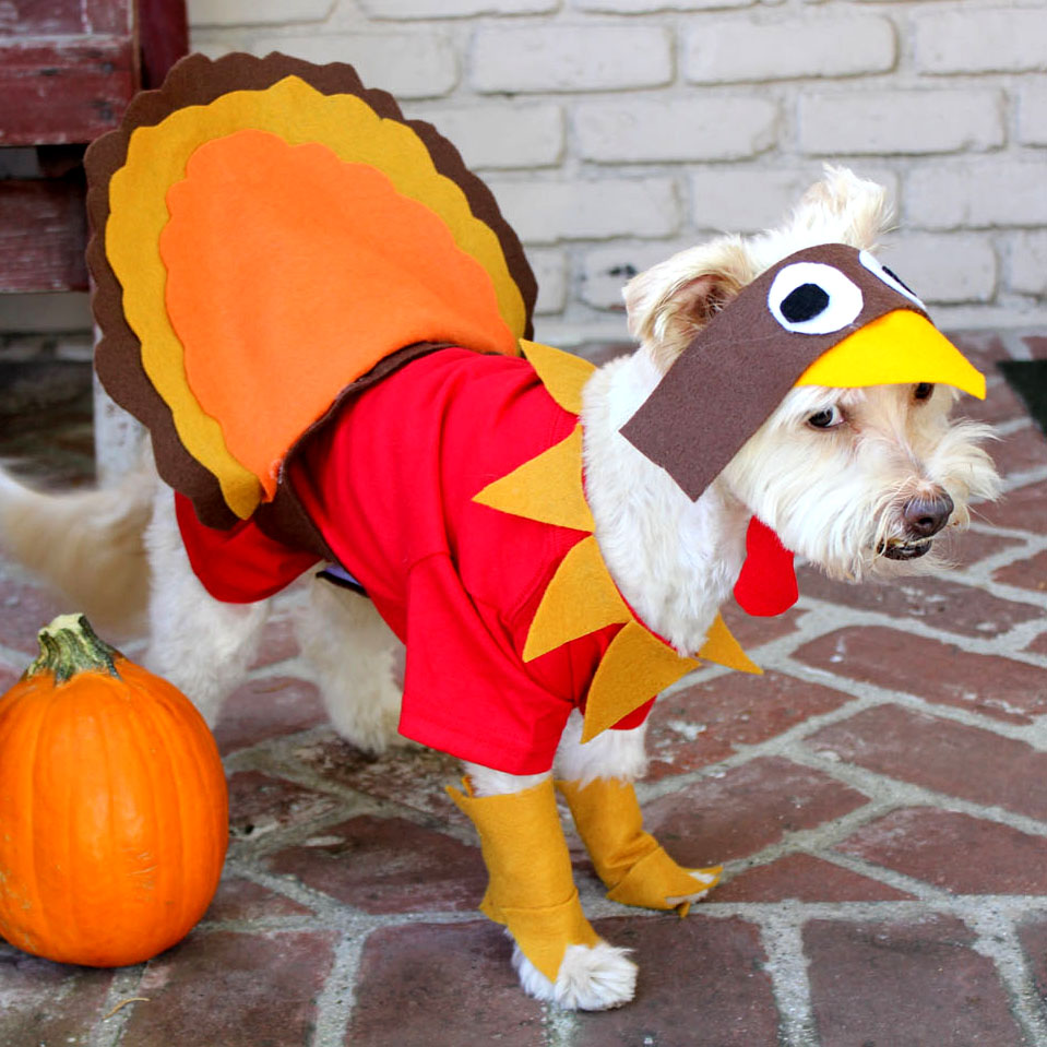 Thanksgiving costumes for discount dogs